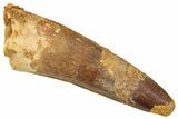 Fossil Spinosaurus Tooth - Feeding Worn Tooth #372917-1